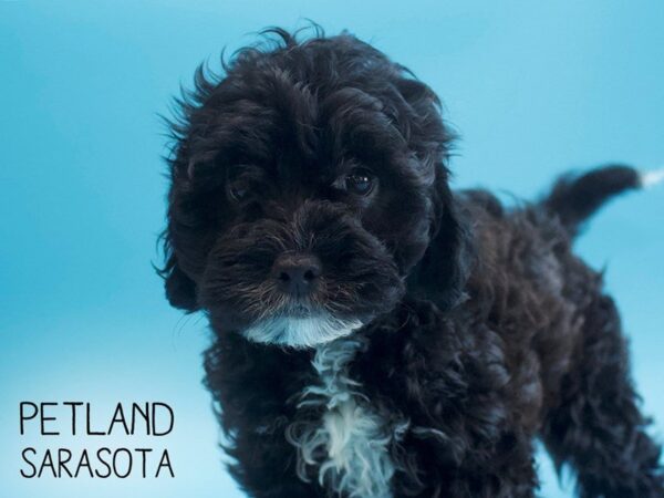 Lhasapoo DOG Male BLK 25550 Petland Sarasota, Florida