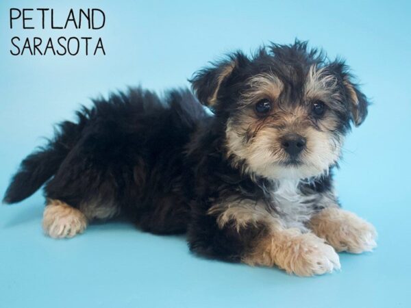 Morkie DOG Male BLK TAN 25555 Petland Sarasota, Florida