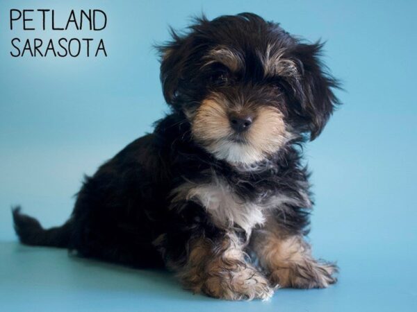 Morkie DOG Male BLK TAN 25561 Petland Sarasota, Florida