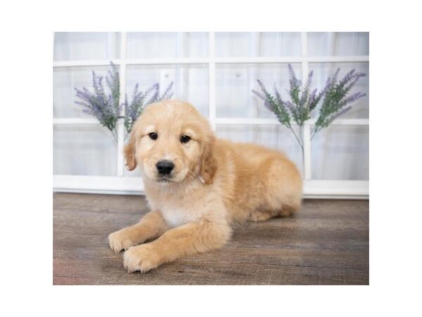 Golden Retriever DOG Male Golden 25576 Petland Sarasota, Florida