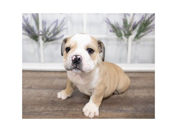 English Bulldog DOG Male Fawn / White 25572 Petland Sarasota, Florida