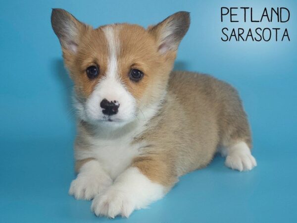 Pembroke Welsh Corgi DOG Male RED W 25567 Petland Sarasota, Florida