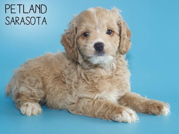 Cockapoo DOG Male BUFF 25565 Petland Sarasota, Florida