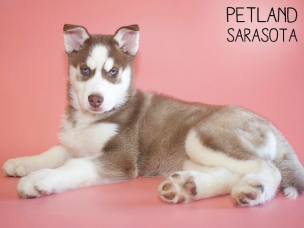 Siberian Husky DOG Female Red / White 25601 Petland Sarasota, Florida