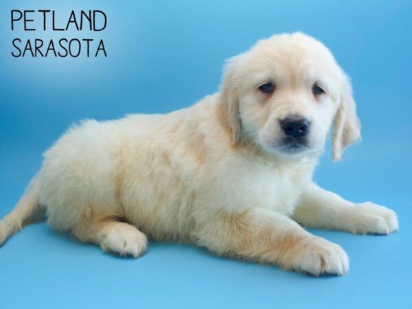 Golden Retriever DOG Male LIGHT GOLDEN 25585 Petland Sarasota, Florida