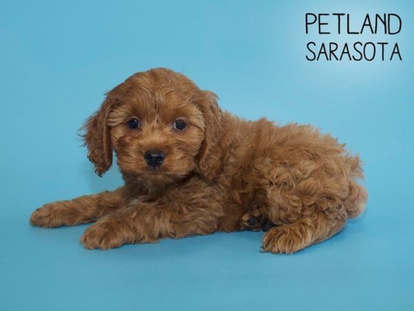 Cockapoo DOG Male Red 25629 Petland Sarasota, Florida