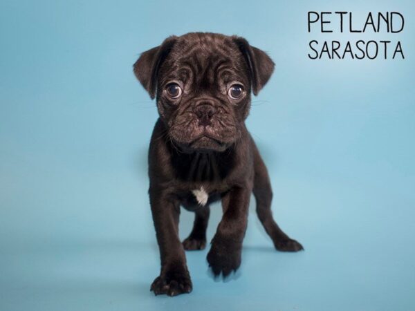 Pug DOG Male BRINDLE 25618 Petland Sarasota, Florida