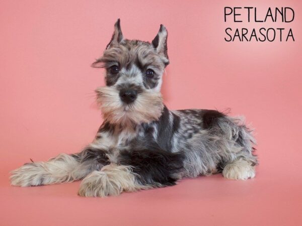 Miniature Schnauzer DOG Female BLUE MERLE 25613 Petland Sarasota, Florida