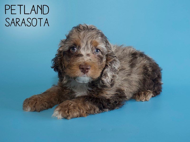 Cockapoo Puppy CHOC MERLE ID:25641 Located at Petland Sarasota, Florida