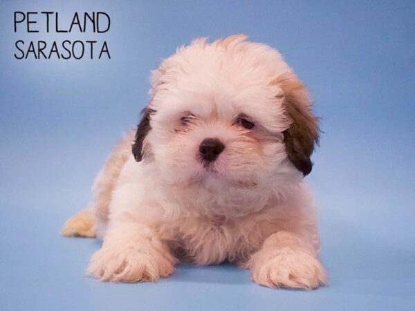 Shih Tzu DOG Male brown white 25670 Petland Sarasota, Florida