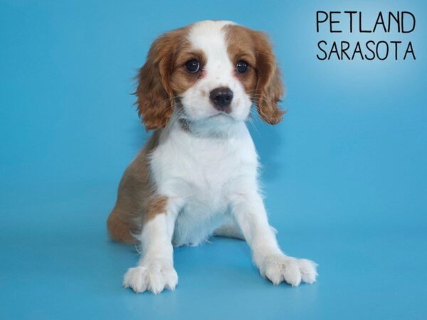 Cavalier King Charles Spaniel DOG Male Blenheim / White 25690 Petland Sarasota, Florida