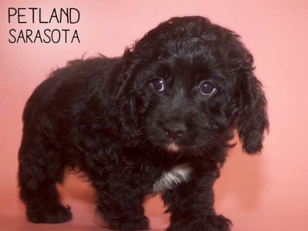 Cockapoo DOG Female BLK 25713 Petland Sarasota, Florida