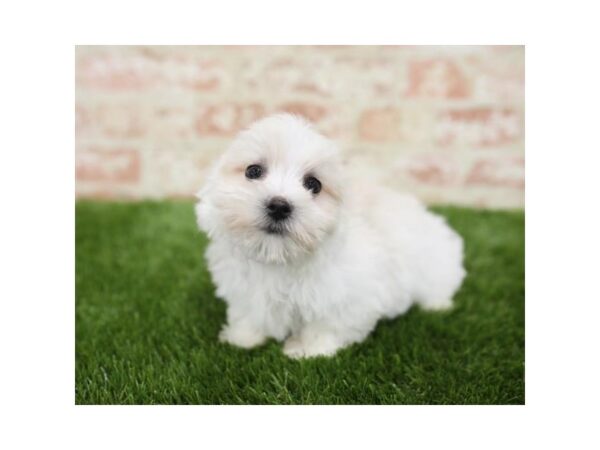 Maltese DOG Male White 25812 Petland Sarasota, Florida