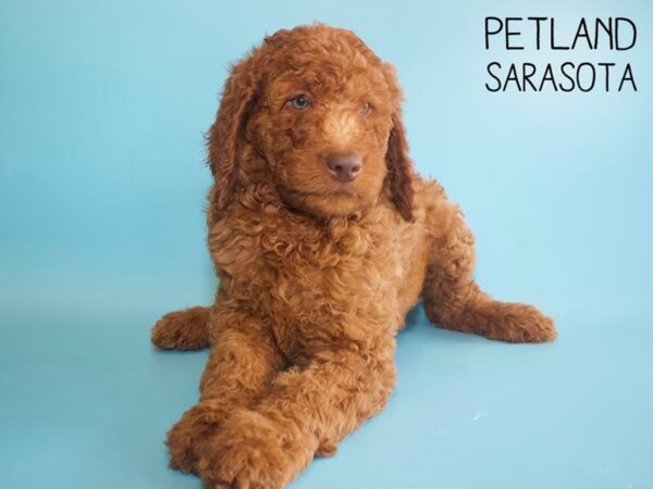 Miniature Poodle DOG Male Red 25967 Petland Sarasota, Florida