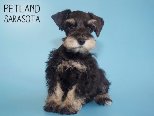 Miniature Schnauzer-DOG-Male-BLACK SILVER-26067-Petland Sarasota, Florida