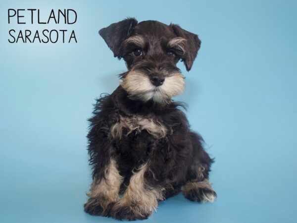 Miniature Schnauzer DOG Male BLACK SILVER 26067 Petland Sarasota, Florida