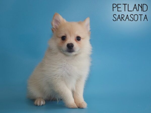 Pomeranian DOG Male Orange 26092 Petland Sarasota, Florida