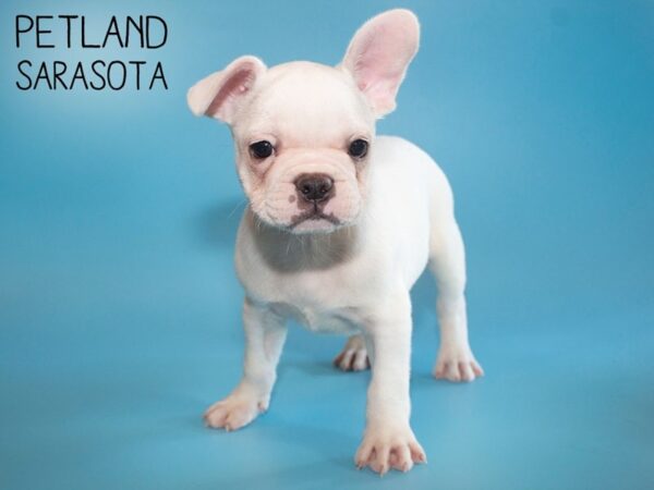 French Bulldog DOG Male White 26194 Petland Sarasota, Florida