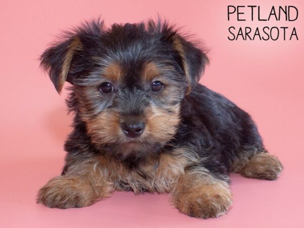 Yorkshire Terrier DOG Female BLK TAN 26189 Petland Sarasota, Florida