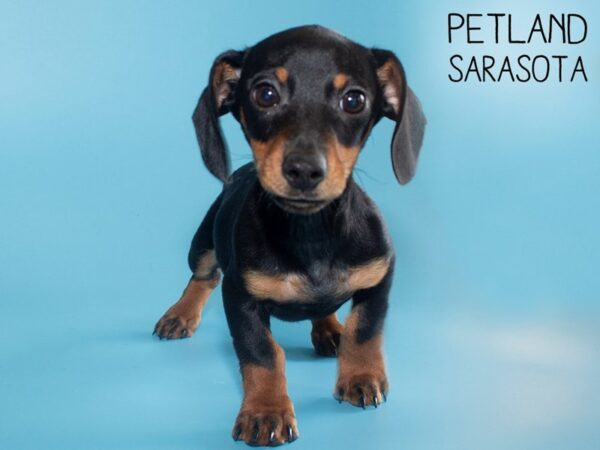 Dachshund DOG Male Black / Tan 26107 Petland Sarasota, Florida