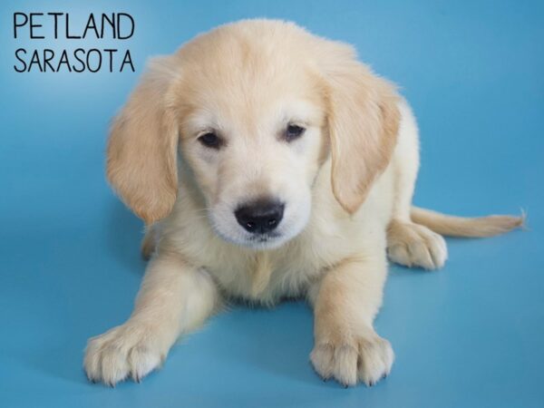 Golden Retriever DOG Male LIGHT GOLDEN 26205 Petland Sarasota, Florida