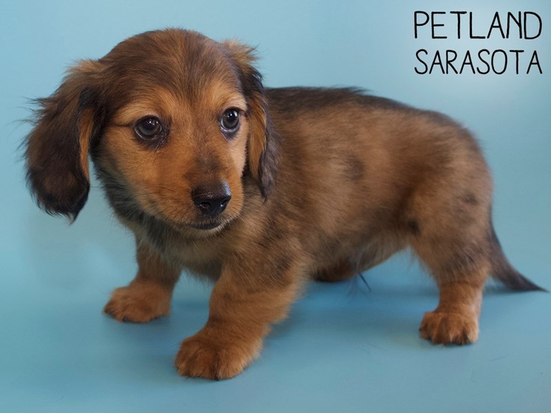 Dachshund Puppy Wild Boar ID:26247 Located at Petland Sarasota, Florida
