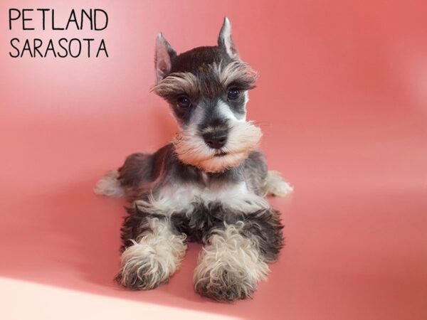 Miniature Schnauzer DOG Female SALT PEPPER 26265 Petland Sarasota, Florida