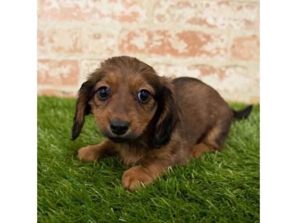 Dachshund DOG Female Wild Boar 26276 Petland Sarasota, Florida