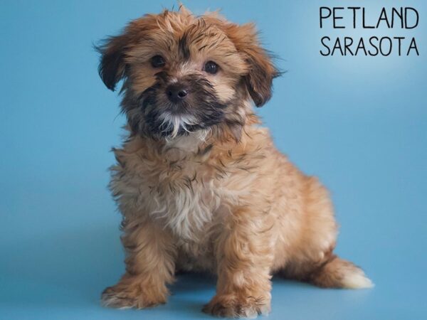 Yorkiepoo DOG Male Gold 26293 Petland Sarasota, Florida