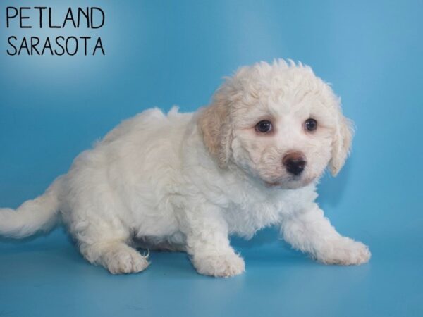 Bichon Frise DOG Male White 26300 Petland Sarasota, Florida