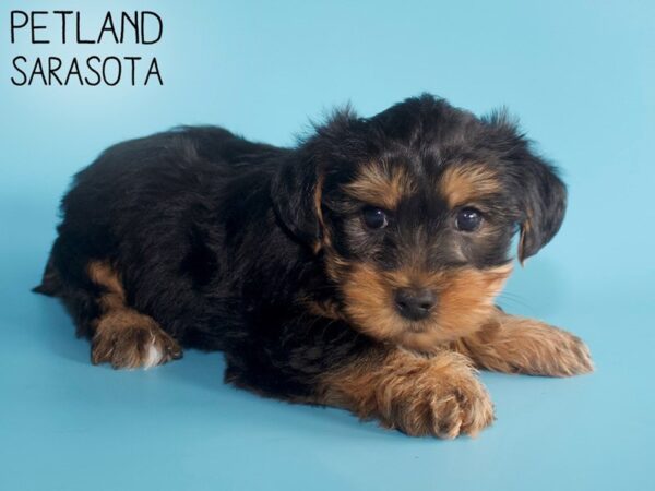 Yorkshire Terrier DOG Male Black 26327 Petland Sarasota, Florida