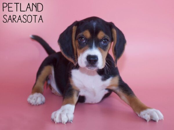 Beagle DOG Female Black White / Tan 26443 Petland Sarasota, Florida