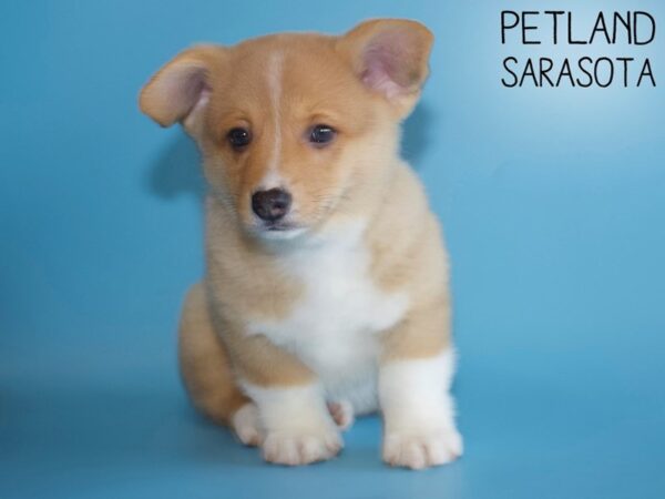 Pembroke Welsh Corgi DOG Male Red / White 26479 Petland Sarasota, Florida