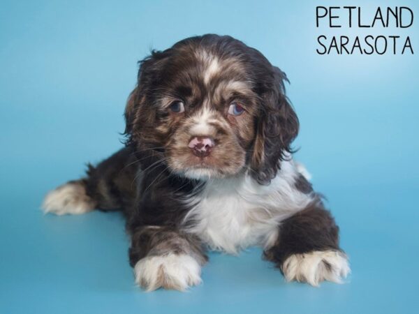 Cocker Spaniel DOG Male CHOC MERLE 26496 Petland Sarasota, Florida