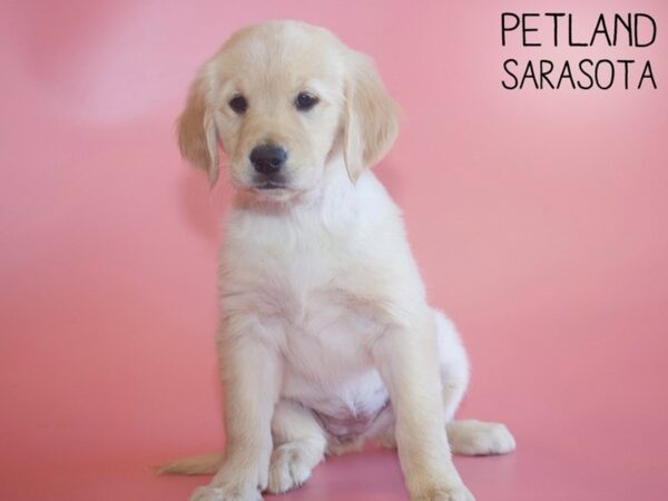 Golden Retriever DOG Female Golden 26511 Petland Sarasota, Florida