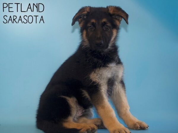 German Shepherd DOG Male Black Tan 26506 Petland Sarasota, Florida