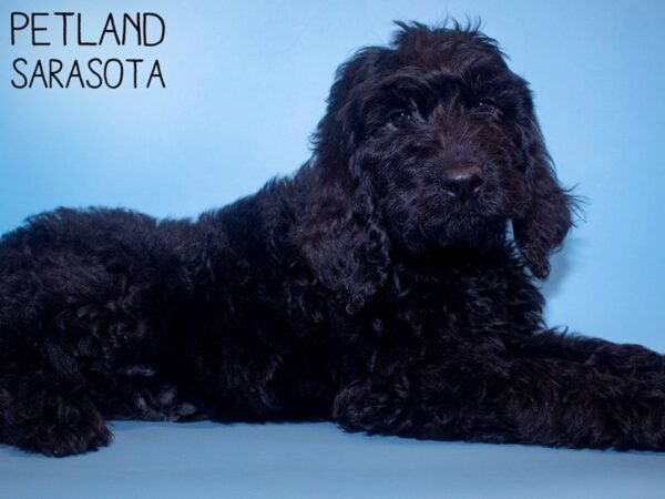 Goldendoodle 2nd Gen DOG Male Black 26595 Petland Sarasota, Florida