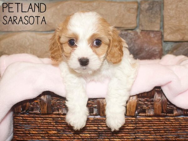 Cavachon DOG Female BLENHEIM 26622 Petland Sarasota, Florida