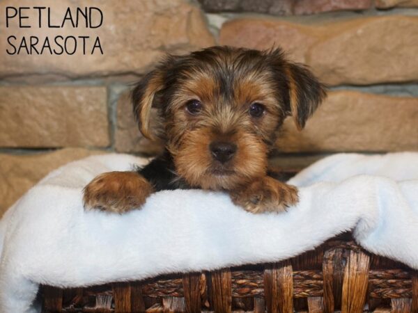 Yorkshire Terrier DOG Male BLK TAN 26616 Petland Sarasota, Florida