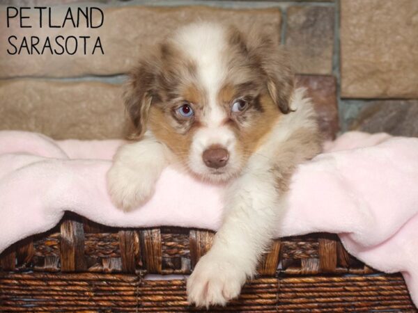 Miniature Australian Shepherd DOG Female MERLE 26611 Petland Sarasota, Florida