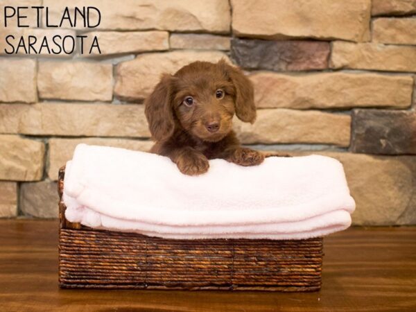 Dachshund DOG Female Chocolate & Tan 26707 Petland Sarasota, Florida