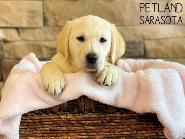 Golden Labrador DOG Female Yellow 26763 Petland Sarasota, Florida