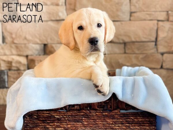 Golden Labrador DOG Male Yellow 26762 Petland Sarasota, Florida