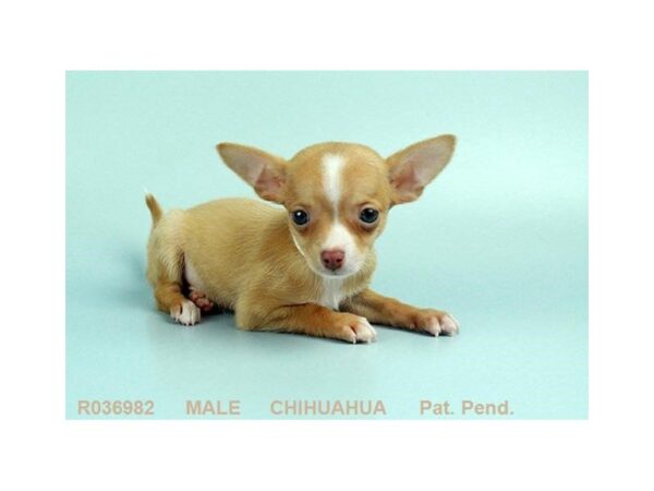 Chihuahua DOG Male FN 22551 Petland Sarasota, Florida