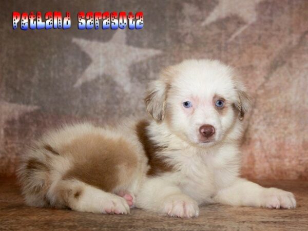 Miniature Australian Shepherd DOG Male RED MERLE 22589 Petland Sarasota, Florida