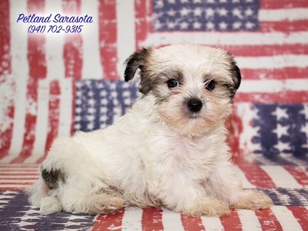 Morkie DOG Male PARTI 22656 Petland Sarasota, Florida