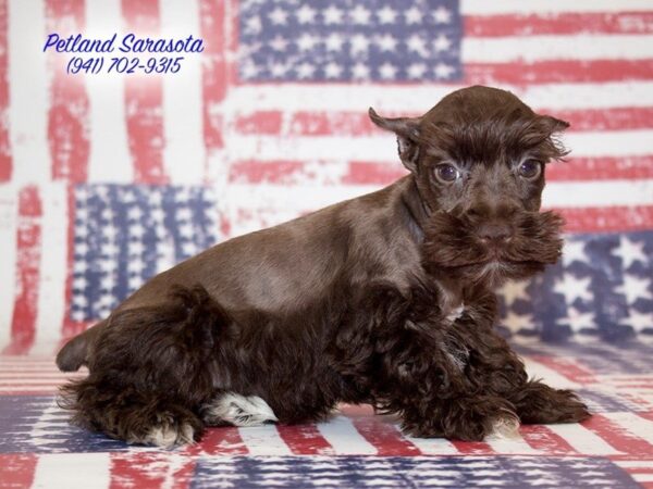 Miniature Schnauzer DOG Female SALT & PEPPER 22658 Petland Sarasota, Florida