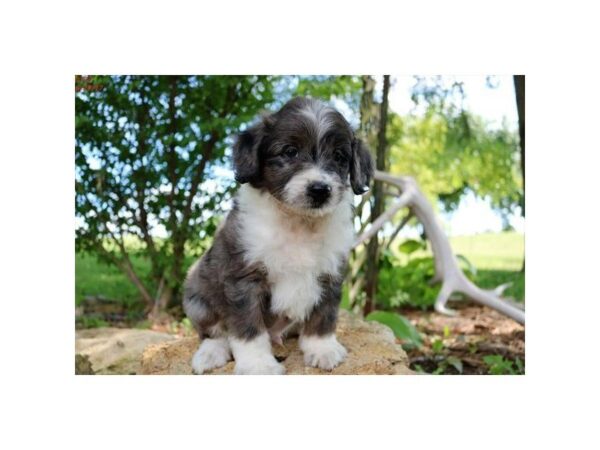 Poodle/Australian Shepherd DOG Male Blue Merle 22739 Petland Sarasota, Florida