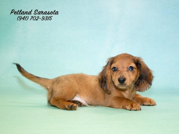 Dachshund DOG Male RD 22721 Petland Sarasota, Florida