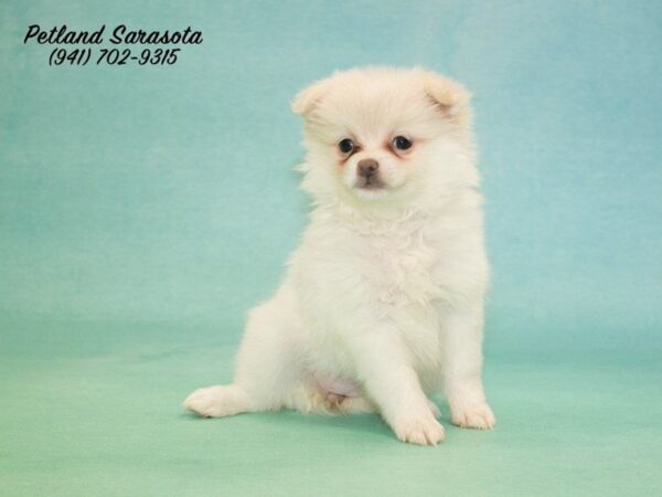 Pomeranian DOG Female CR 22724 Petland Sarasota, Florida